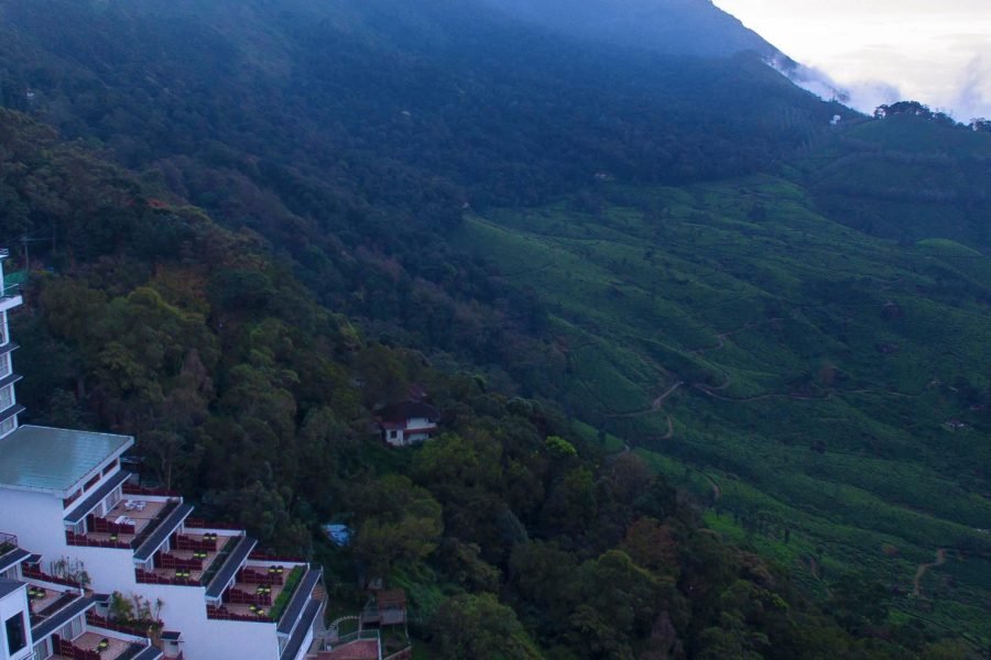 Fragrant Nature  Munnar