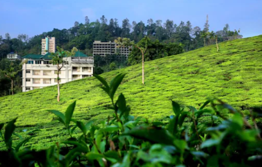 Monsoon Grande in Munnar