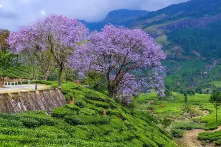Own Country