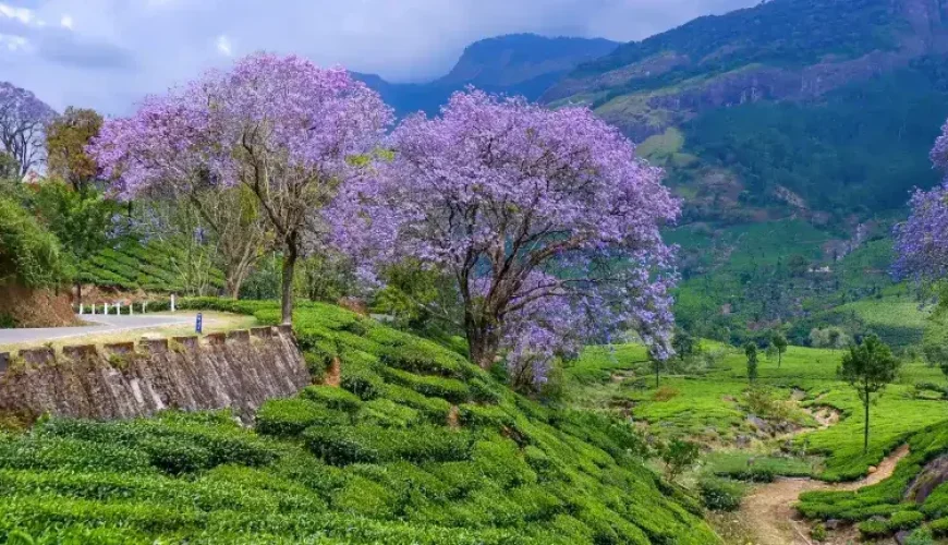 Own Country