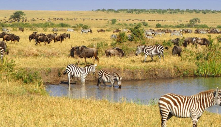 Wildlife Safaris