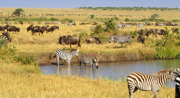 Wildlife Safaris