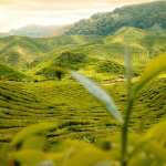 Wayanad