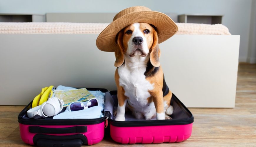 Pet-Friendly Travel