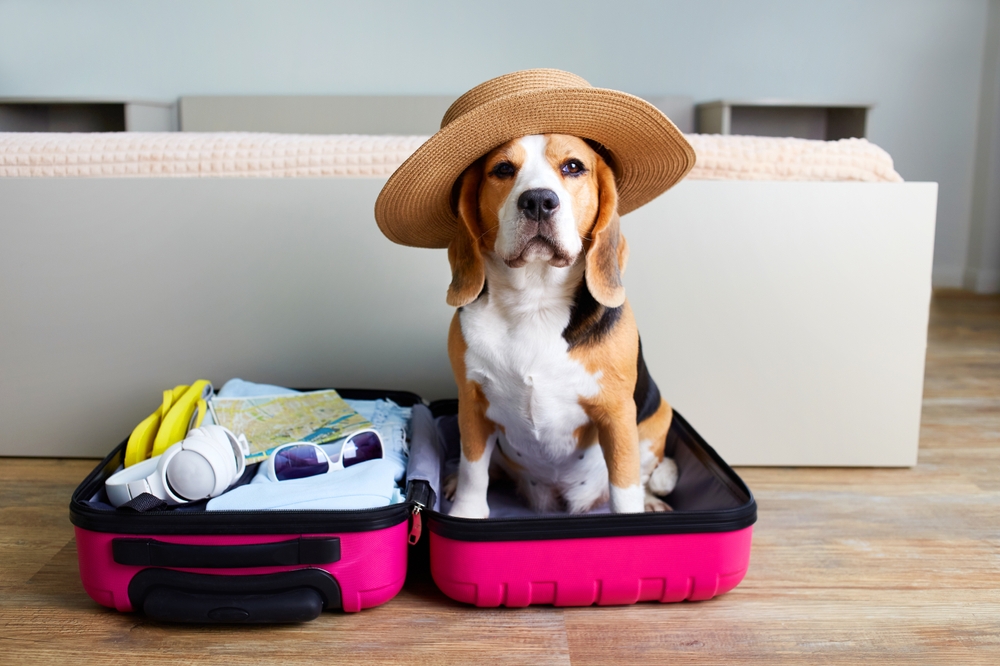 Pet-Friendly Travel