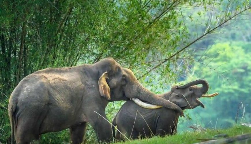 Karnataka