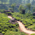 Kerala