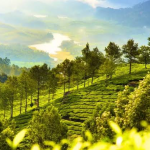 Kerala tour packages