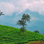 Munnar